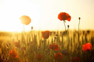 Olhai o esplendor das vestes das flores - Pe. José Antônio Boareto